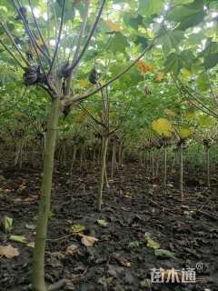 高度150厘米木芙蓉