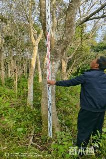 14公分红果冬青