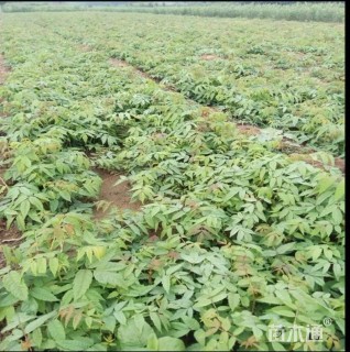 高度50厘米香椿小苗