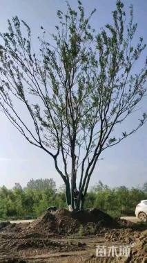 80公分(5杆)丛生朴树