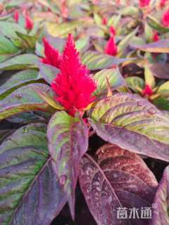 高度10厘米世纪红蜜桔