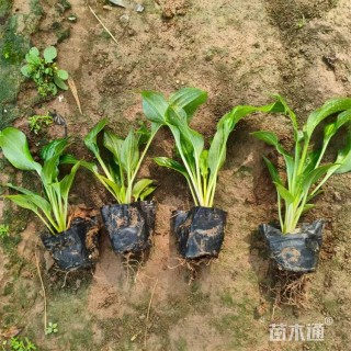 高度14厘米紫花玉簪