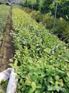 高度30厘米绣线菊