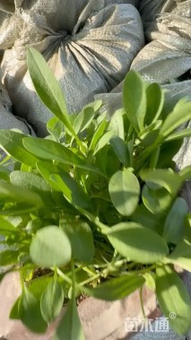 高度10厘米金鸡菊