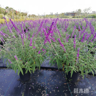 高度100厘米墨西哥鼠尾草