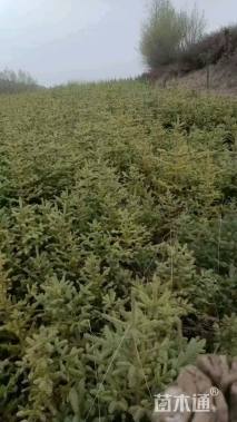 1.1公分川西云杉