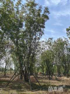 60公分丛生黄连木