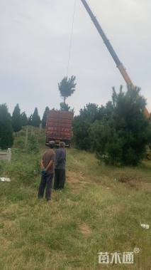 高度300厘米黑松