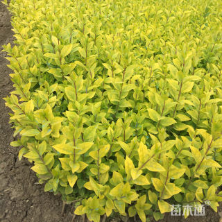 高度50厘米金叶女贞