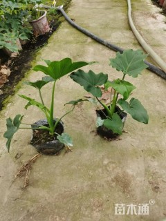 高度20厘米春羽