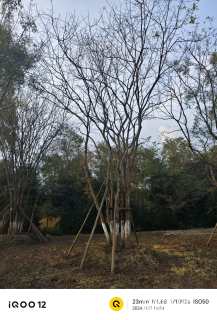 15公分丛生黄连木