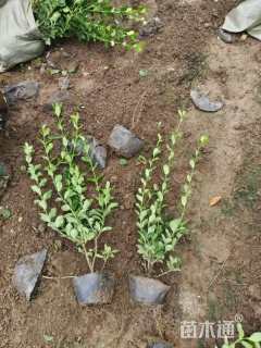 高度40厘米卫矛