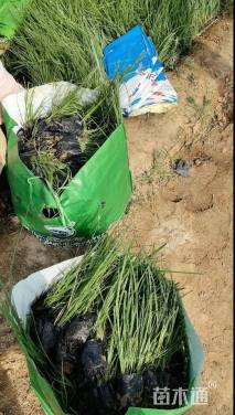 高度40厘米矮蒲苇