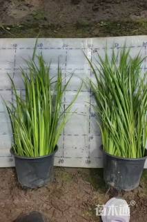 高度30厘米金叶石菖蒲