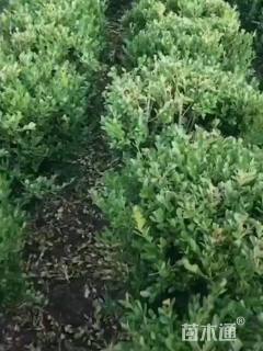 高度80厘米瓜子黄杨