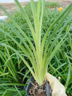 高度30厘米火炬花