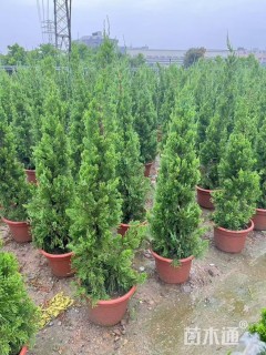 高度100厘米松柏