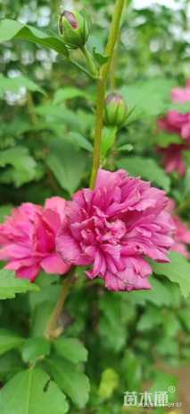 高度200厘米丛生木槿