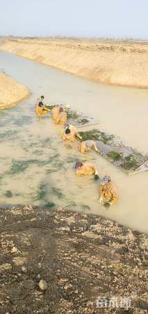 高度30厘米苦草