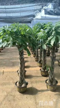 20公分五辫发财树