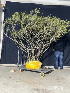 高度250厘米映山红