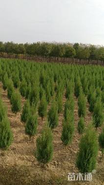 高度80厘米圆柏