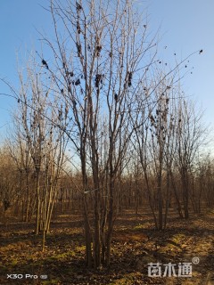 高度100厘米丛生三角枫