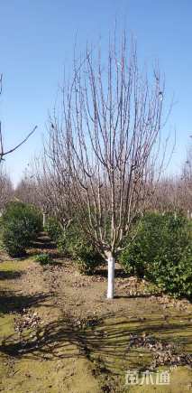 10公分八棱海棠