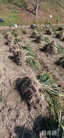 高度20厘米阔叶麦冬