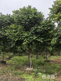 30公分大腹木棉