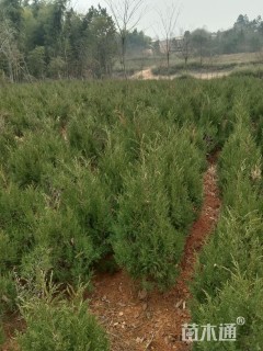 本人有4万棵榙柏。高度150公分