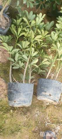 高度40厘米鹅掌柴