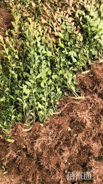 高度60厘米卫矛