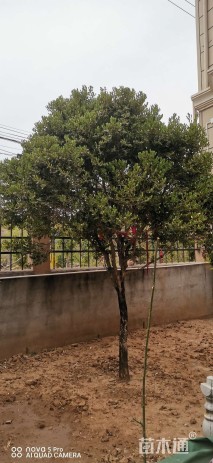 高度500厘米黄杨