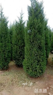 高度200厘米蜀桧柏