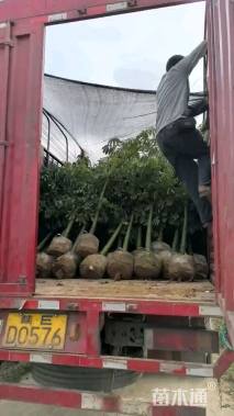 15公分美丽异木棉