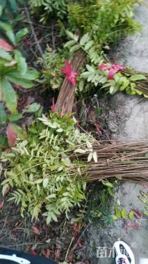 高度60厘米香椿小苗