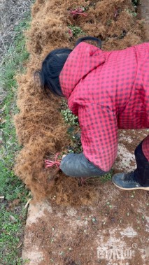 高度30厘米夏鹃小苗
