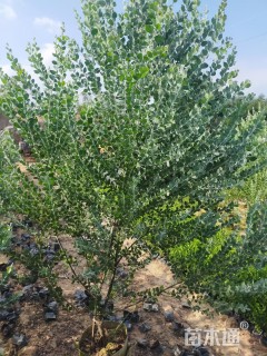 高度70厘米银叶金合欢