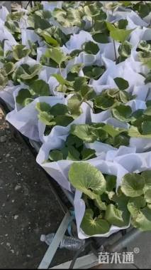 高度30厘米大吴风草