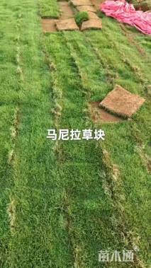 草块状马尼拉草