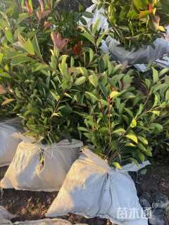 高度60厘米红叶石楠小苗