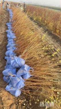 高度50厘米小叶丁香