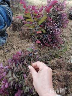 高度25厘米红花继木