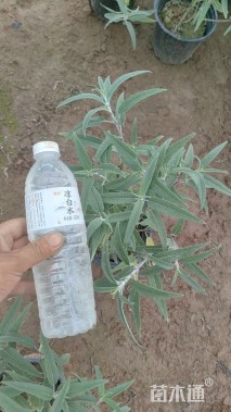 高度25厘米墨西哥鼠尾草