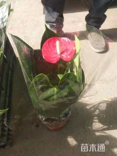 高度40厘米红掌