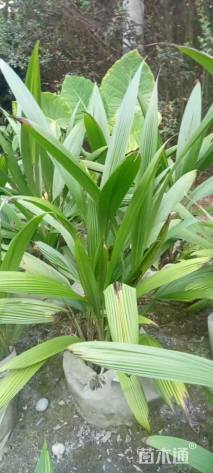 高度80厘米大叶仙茅