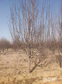 14公分八棱海棠