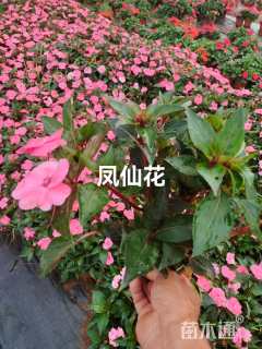 高度25厘米木春菊