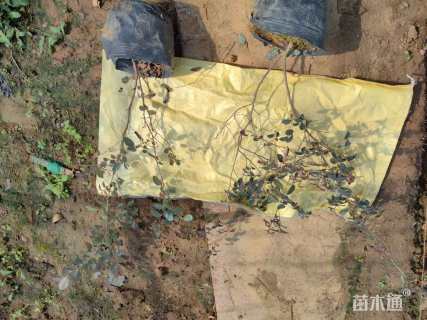 高度20厘米红花继木